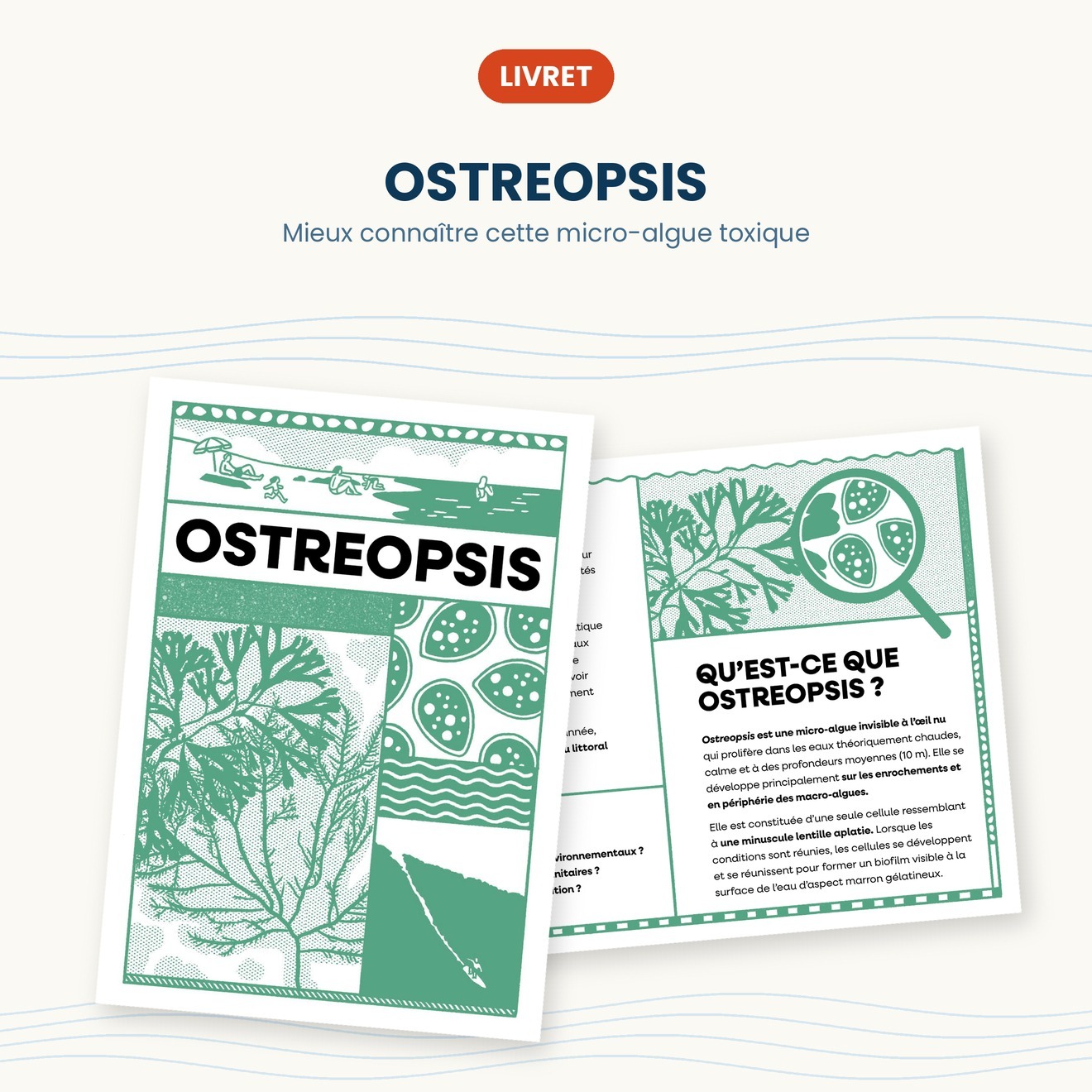 Ostreopsis